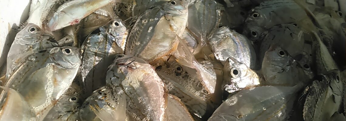 エノハ （ヒイラギ）