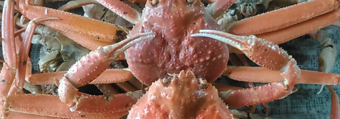 ズワイガニ 松葉ガニ、１～２本脚なし