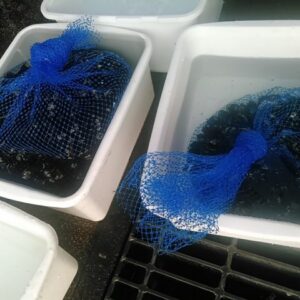 宍道湖産しじみ