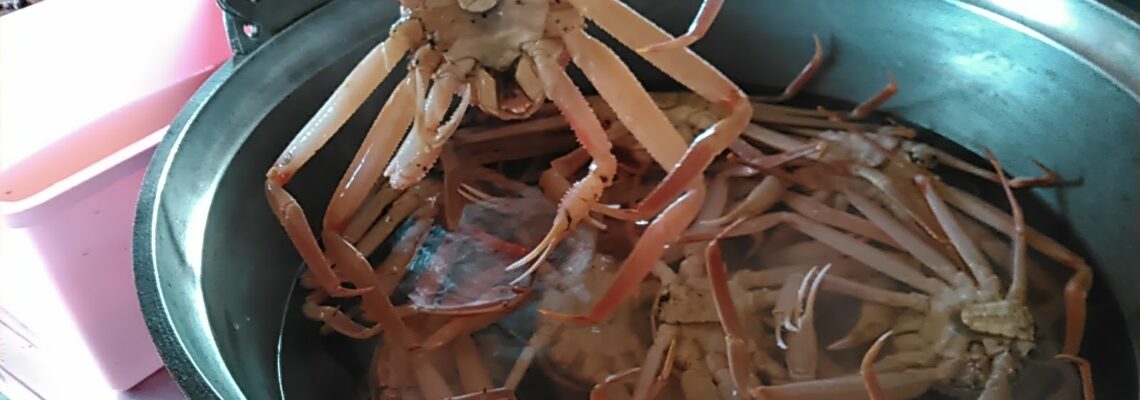 松葉ガニ ボイル