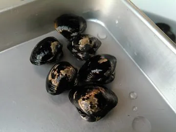 宍道湖産のシジミ