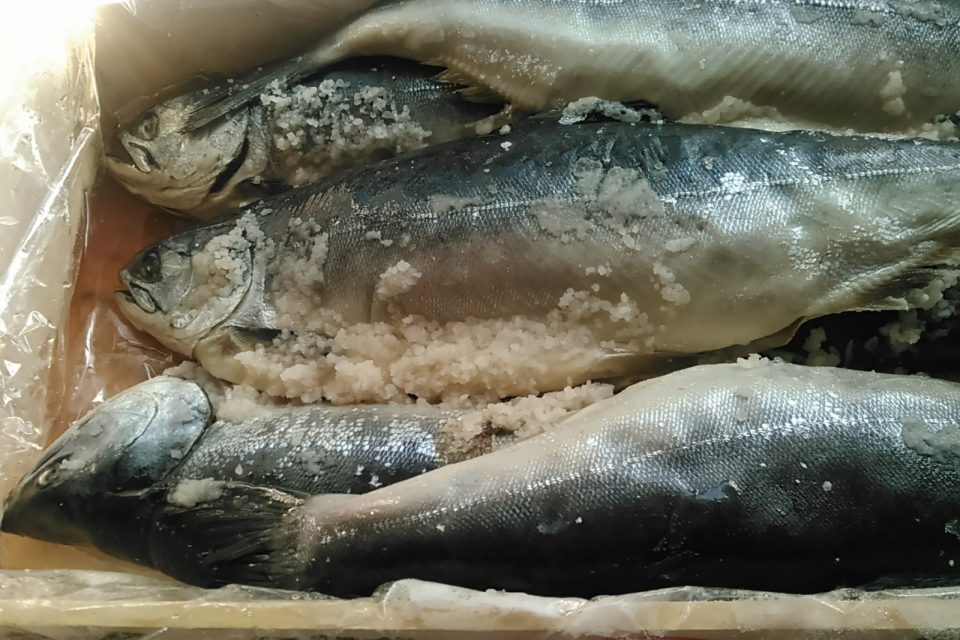 キツネメバル (マゾイ)、煮付けも最高、刺身も最高!