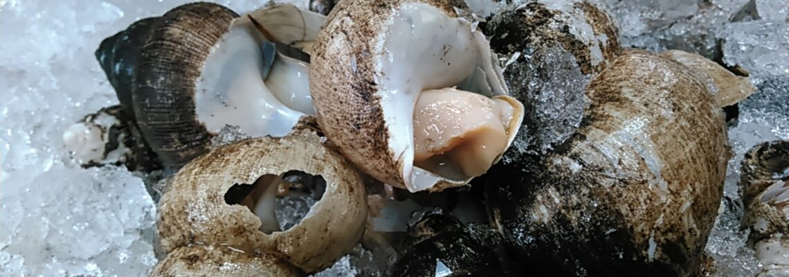 白バイ （エッチュウバイ）