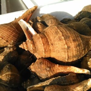 夜泣貝( ヨナキガイ ナガニシ )