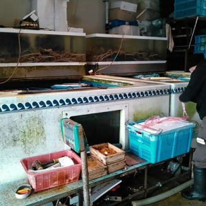 鳥取県漁連のカニプール