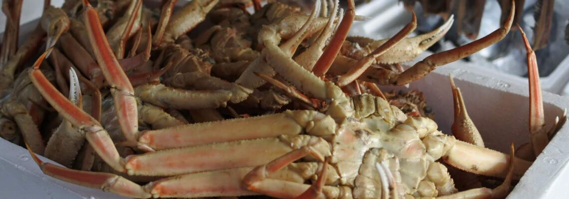 松葉ガニ