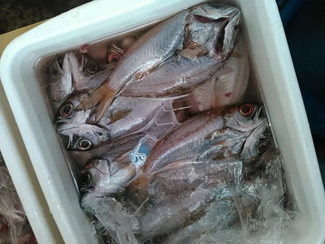 クロムツ の天日干し 干物がイケてる 黒ムツの美味しさに虜に