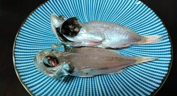 イモガツオのタタキ、ノドグロ干物／今日の晩御飯編
