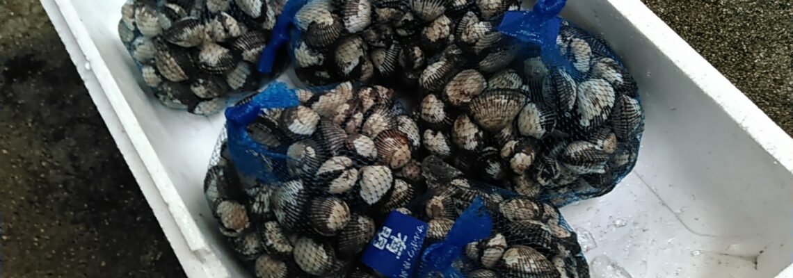 赤貝 サルボウ貝