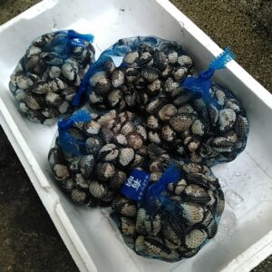 赤貝 サルボウ貝