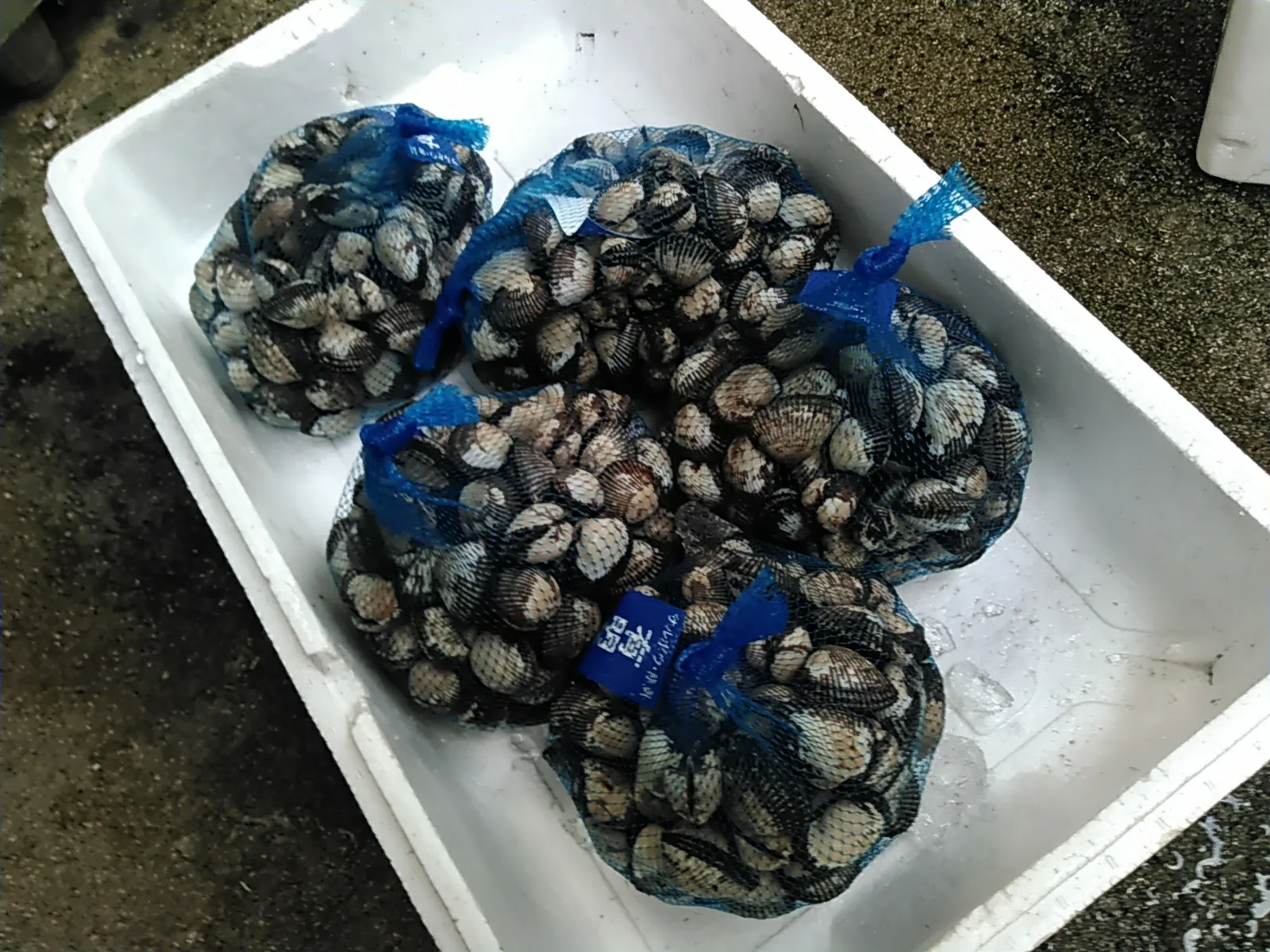 養殖赤貝 サルボウ貝 が狙われている 養殖場から出荷直前 貝 盗難