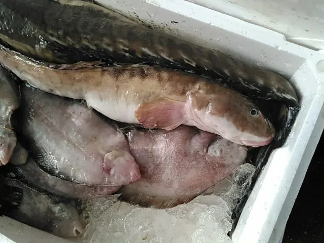 タナカゲンゲ ババア の季節 妖怪の街の魚屋より 境港鮮魚通販