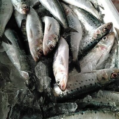新鮮な鰯、イワシ