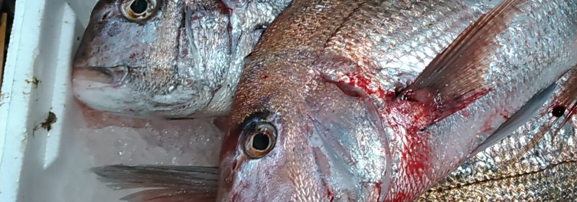 介護施設用の鯛