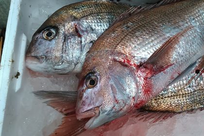 オキメバル ウスメバル 煮付けでどうぞ かやの鮮魚店