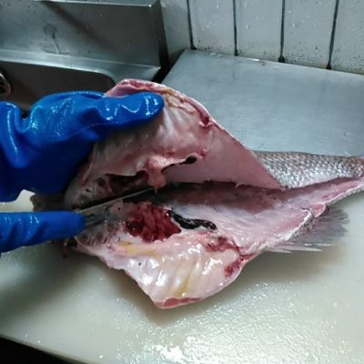 真鯛の料理