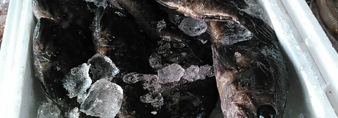 クロソイ（ボッカメバル）