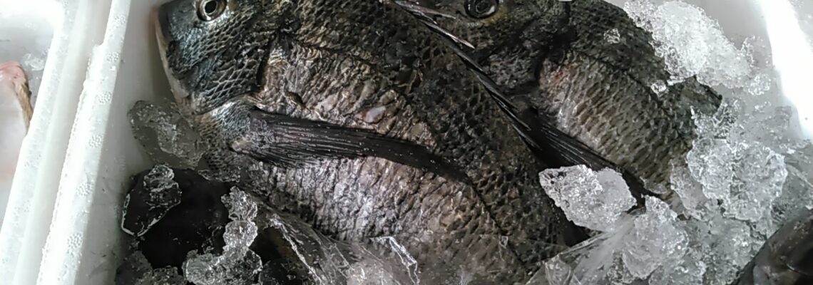 黒鯛（ チヌ ）