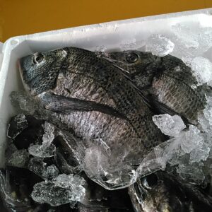 黒鯛( チヌ )