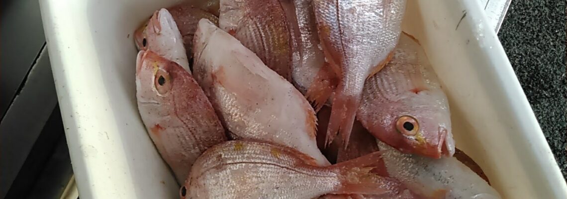 掛け鯛 / 懸け鯛