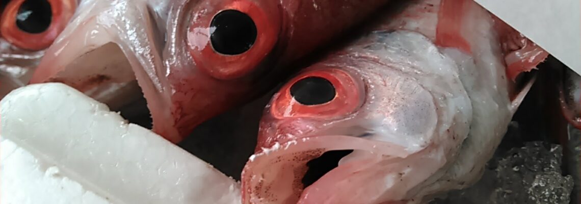 ノドグロ、アカムツ