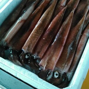 ヤリイカ(テナシイカ)