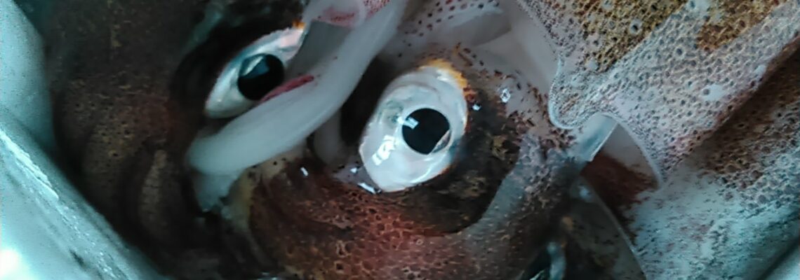 テナシイカ(ヤリイカ)