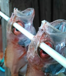 ノドグロ（アカムツ）干物