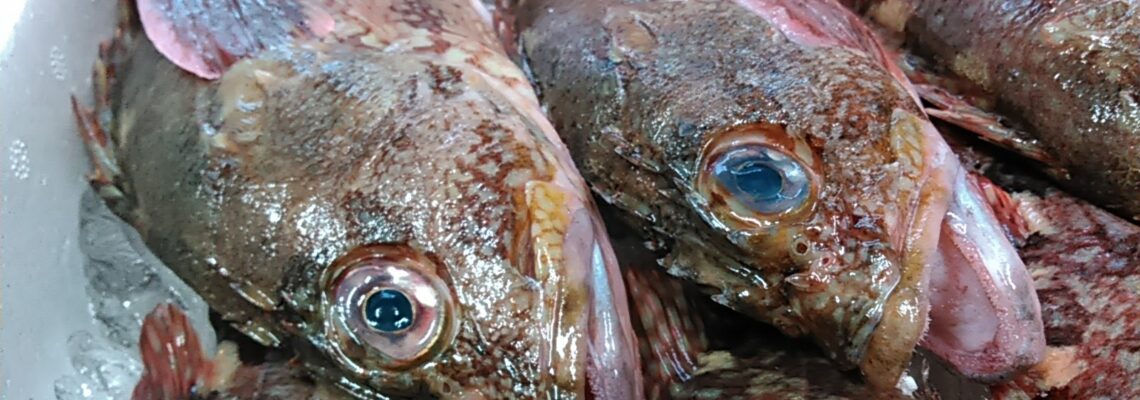 ボッカメバル （カサゴ）