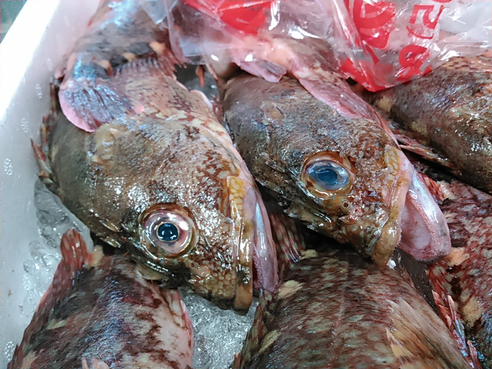 ボッカメバル カサゴ マダラが上等 本日の店構え 鮮魚移動販売