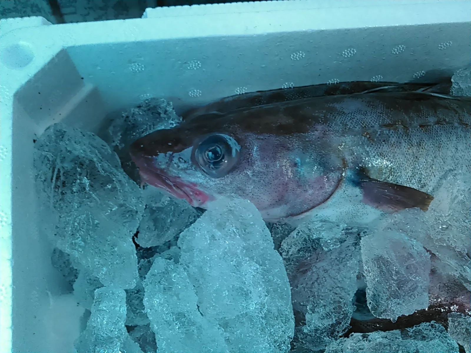 ボッカメバル カサゴ マダラが上等 本日の店構え 鮮魚移動販売