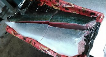 正月用ブリ・マルゴ、サーモンのフィーレ、マダラ切り身・白子が人気あり／年末年始の鮮魚通販編