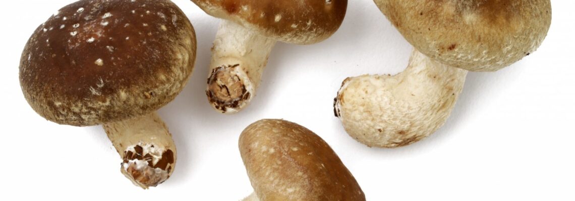 シイタケ：とっとり１１５