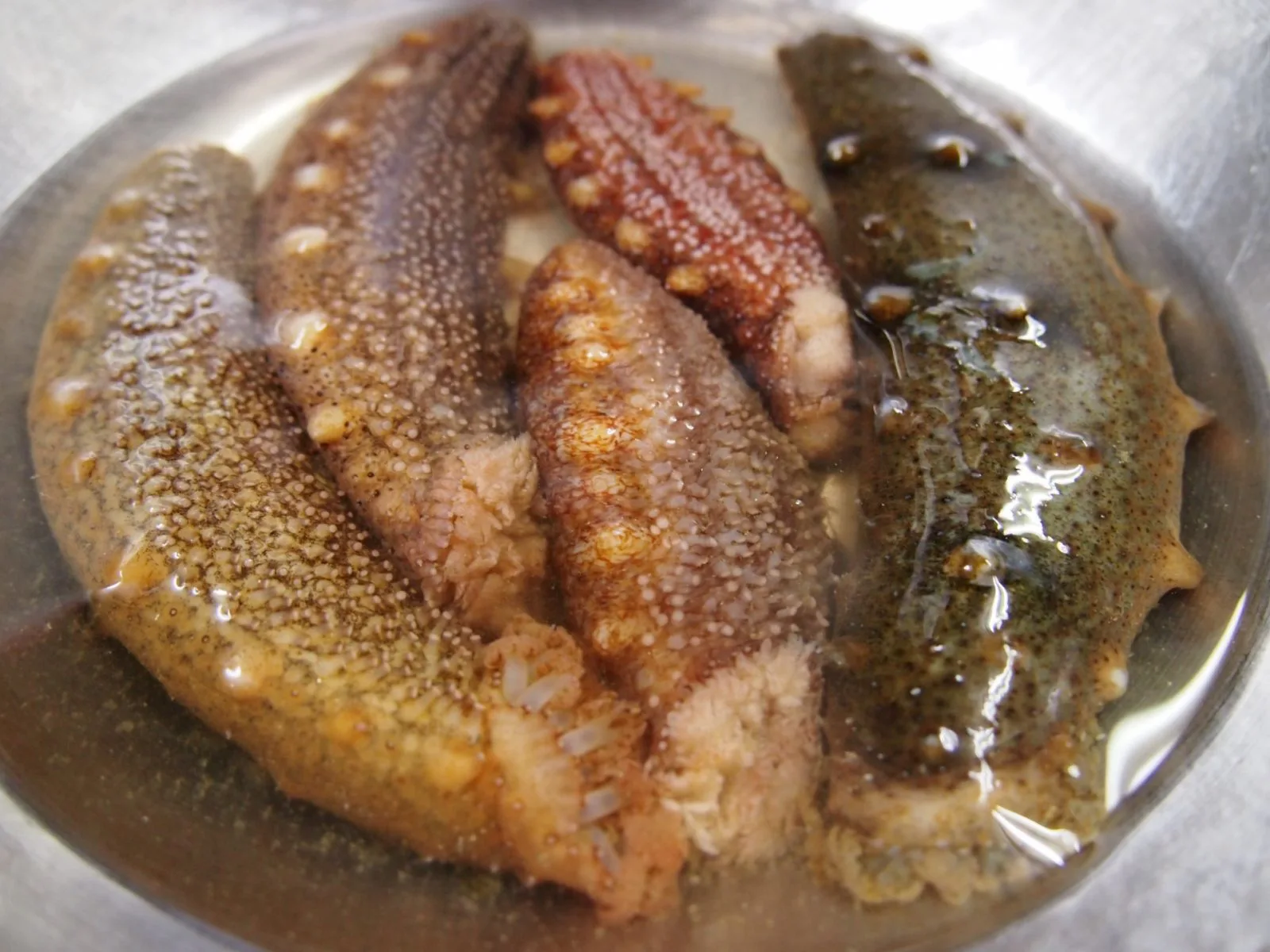 ナマコ 海鼠 が初物 ナマコ酢で食べると最高に美味しい 鮮魚販売