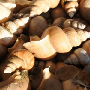 シロバイ(エッチュウバイ)