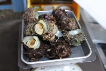 境港産 サザエ