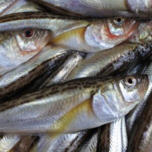 シロハタ（ハタハタ）