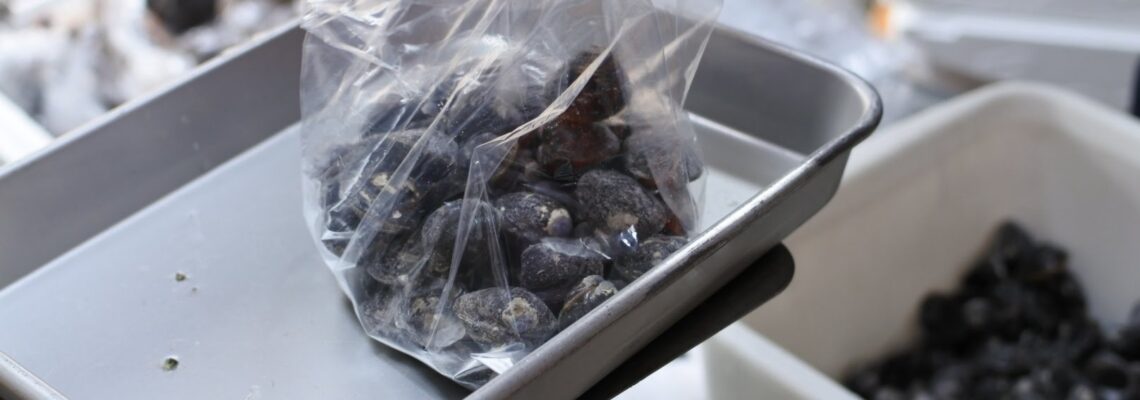 宍道湖産シジミ