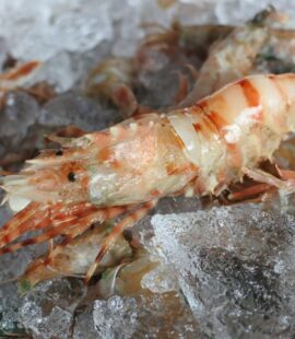 境港産オニエビ