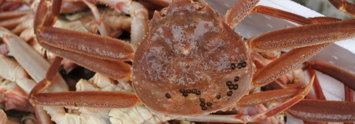松葉ガニ ズワイガニ