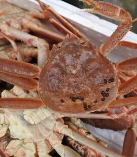 松葉ガニ ズワイガニ