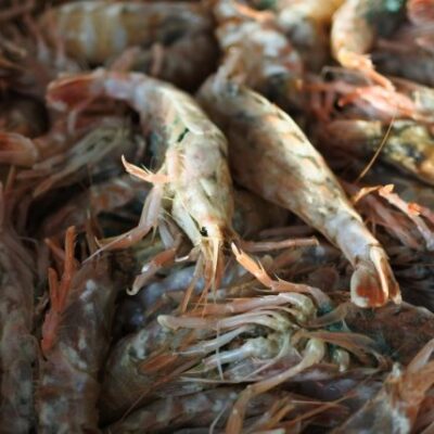 モサエビ（ドロエビ）