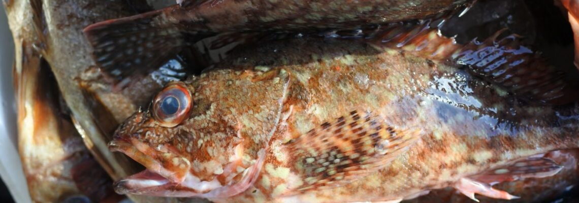 カサゴ　（ボッカメバル）