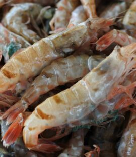 モサエビ （ドロエビ）