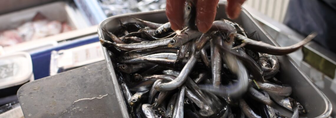 カタクチイワシ