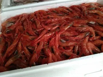 アマエビ
