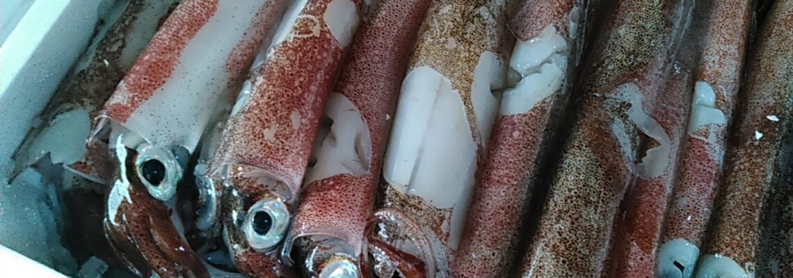 テナシイカ(ヤリイカ)