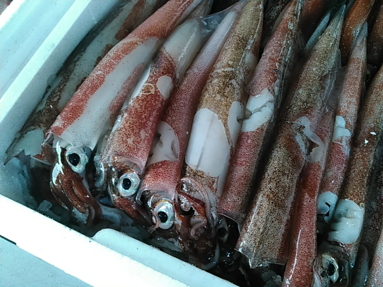 子持ちテナシイカ ヤリイカ 煮付けに 新鮮魚介類を産地直送販売