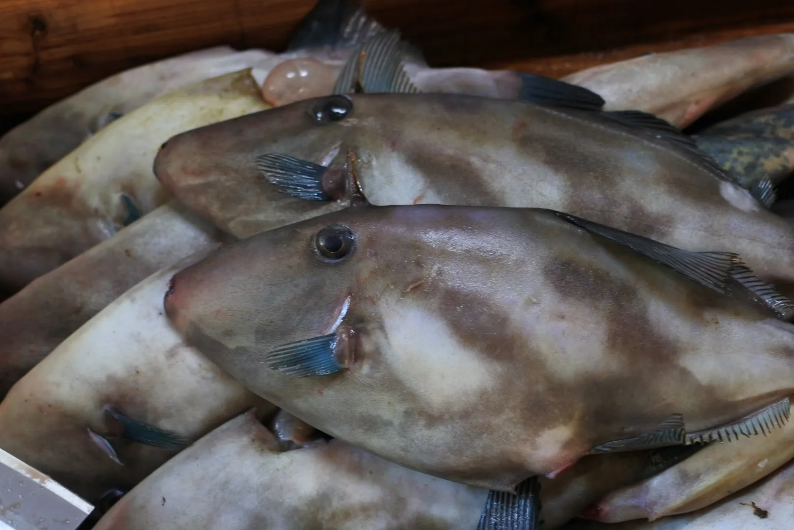 ウマヅラハギ 肝が絶品 ちり鍋 刺身 でどうぞ 境港新鮮鮮魚通販