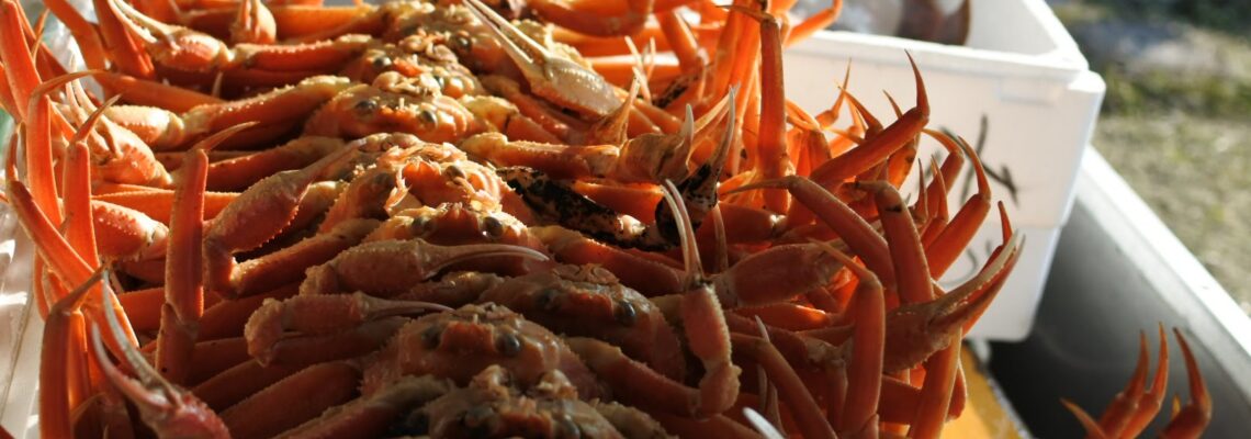 松葉ガニ シーズン